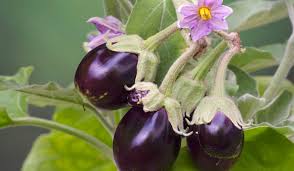 Через ці причини варто почати частіше вживати баклажани